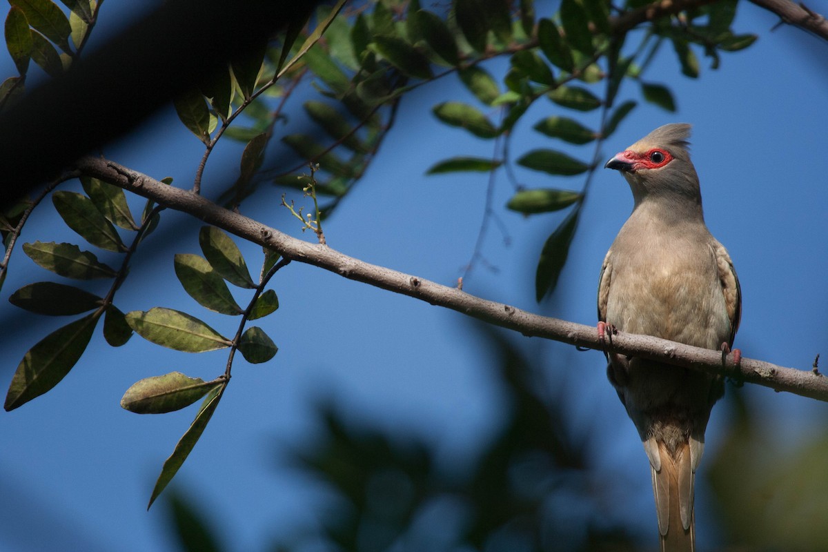 Red-faced Mousebird - Tanner Martin