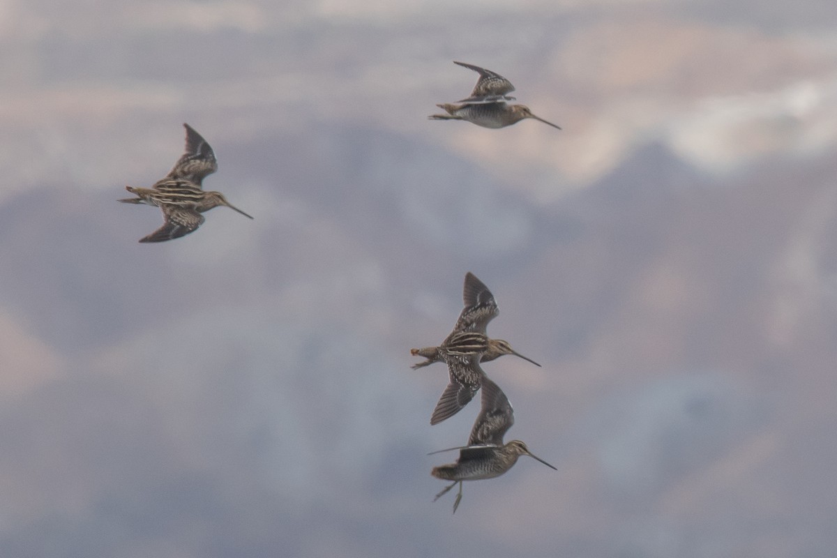 Wilson's Snipe - ML69482651