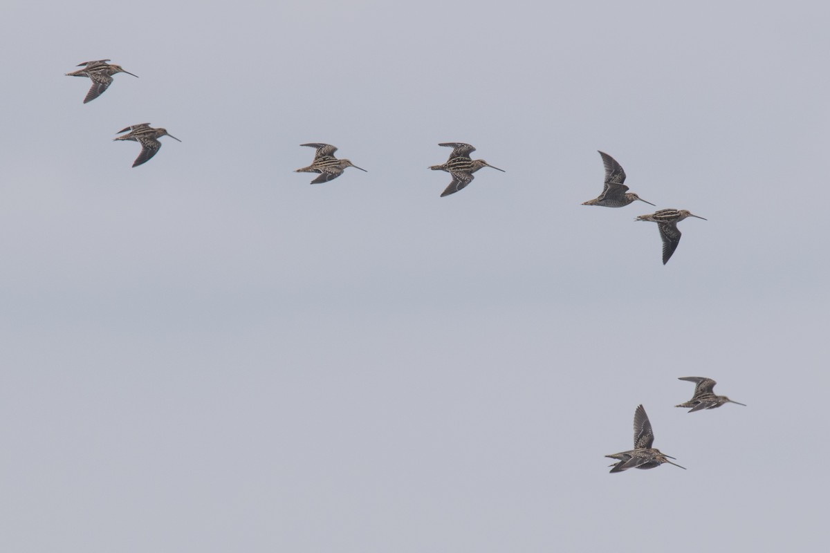 Wilson's Snipe - ML69482671