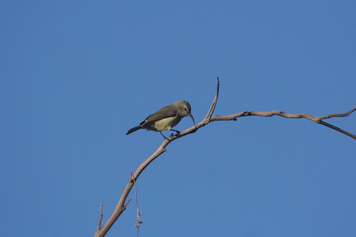 Eastern Miombo Sunbird - Tanner Martin