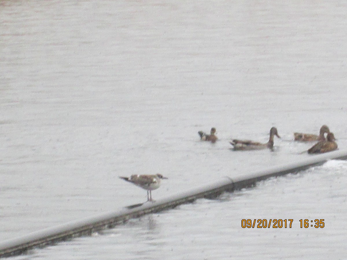 Franklin's Gull - ML69483851