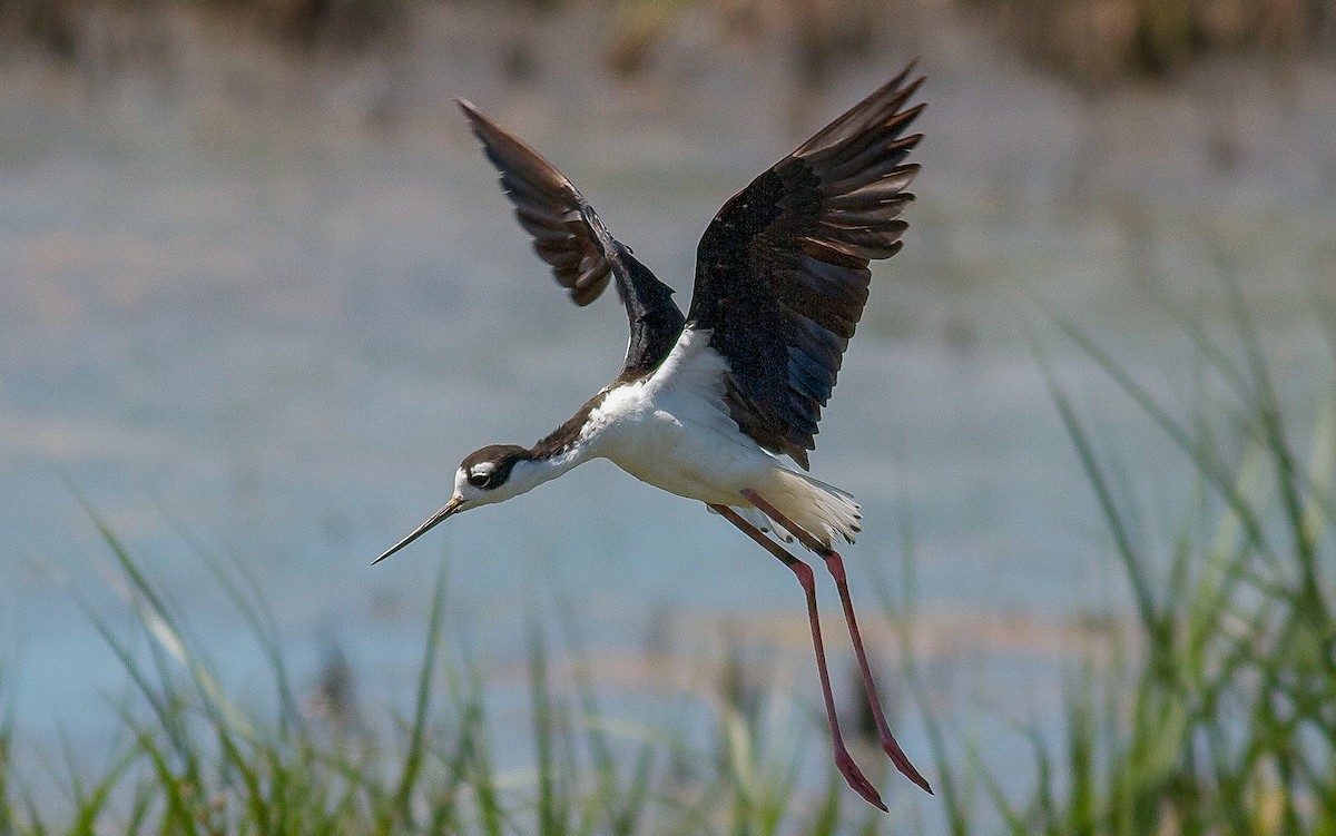 Black-necked Stilt - Nick Pulcinella