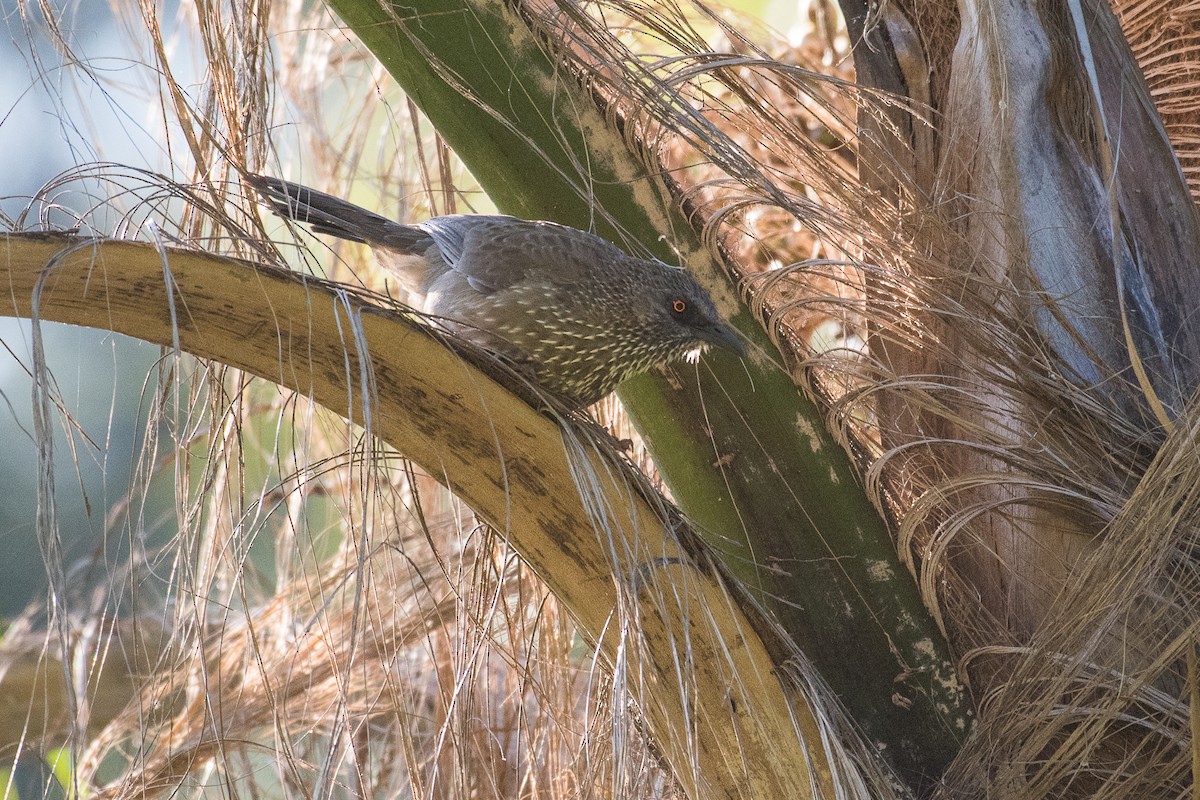 Arrow-marked Babbler - ML69487151