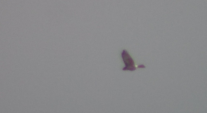 Northern Harrier - John McBride