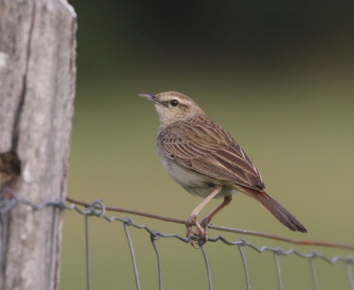 Rufous Songlark - Julie Sarna