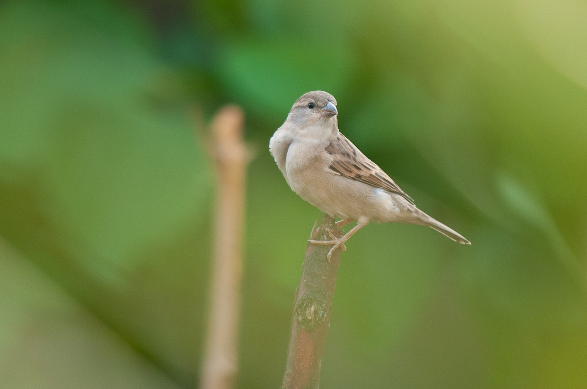 House Sparrow - ML69489051