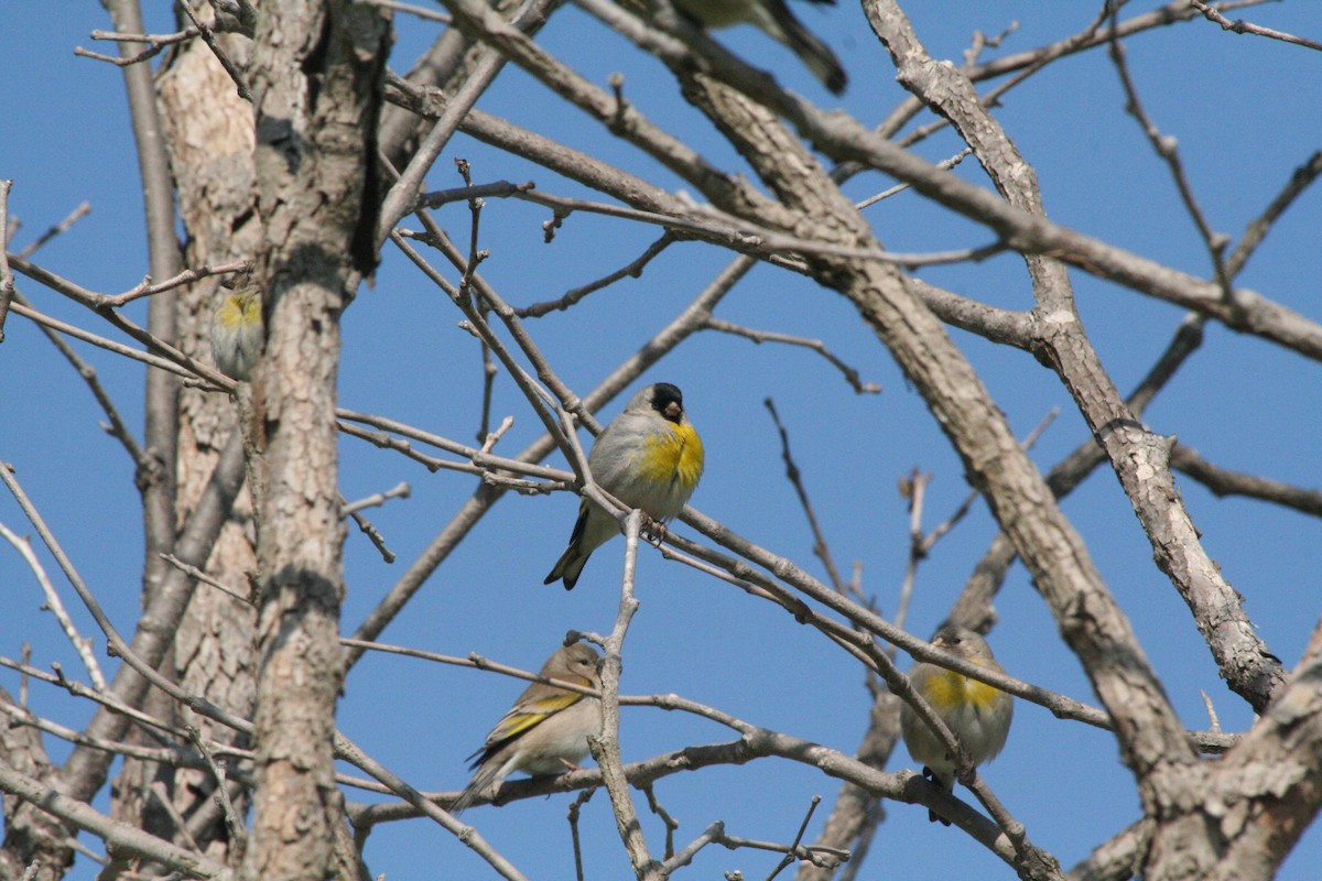 Lawrence's Goldfinch - ML69489061