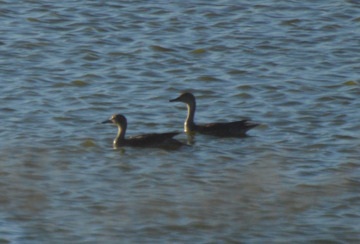Northern Pintail - Michelle Brock