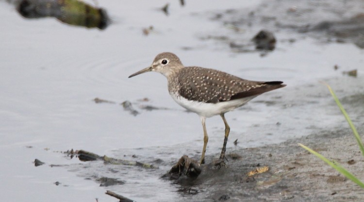 Solitary Sandpiper - ML69490461