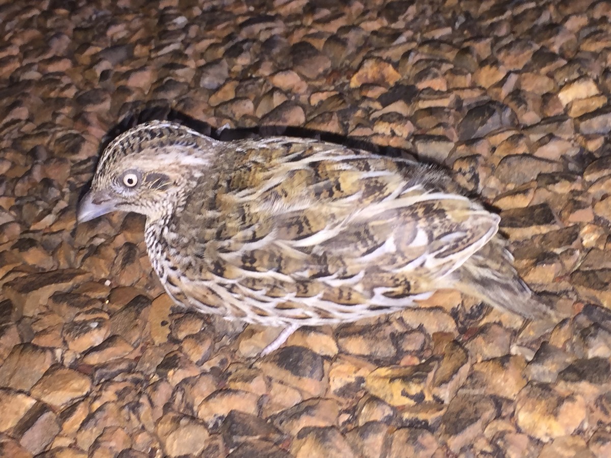 Red-chested Buttonquail - ML69491911