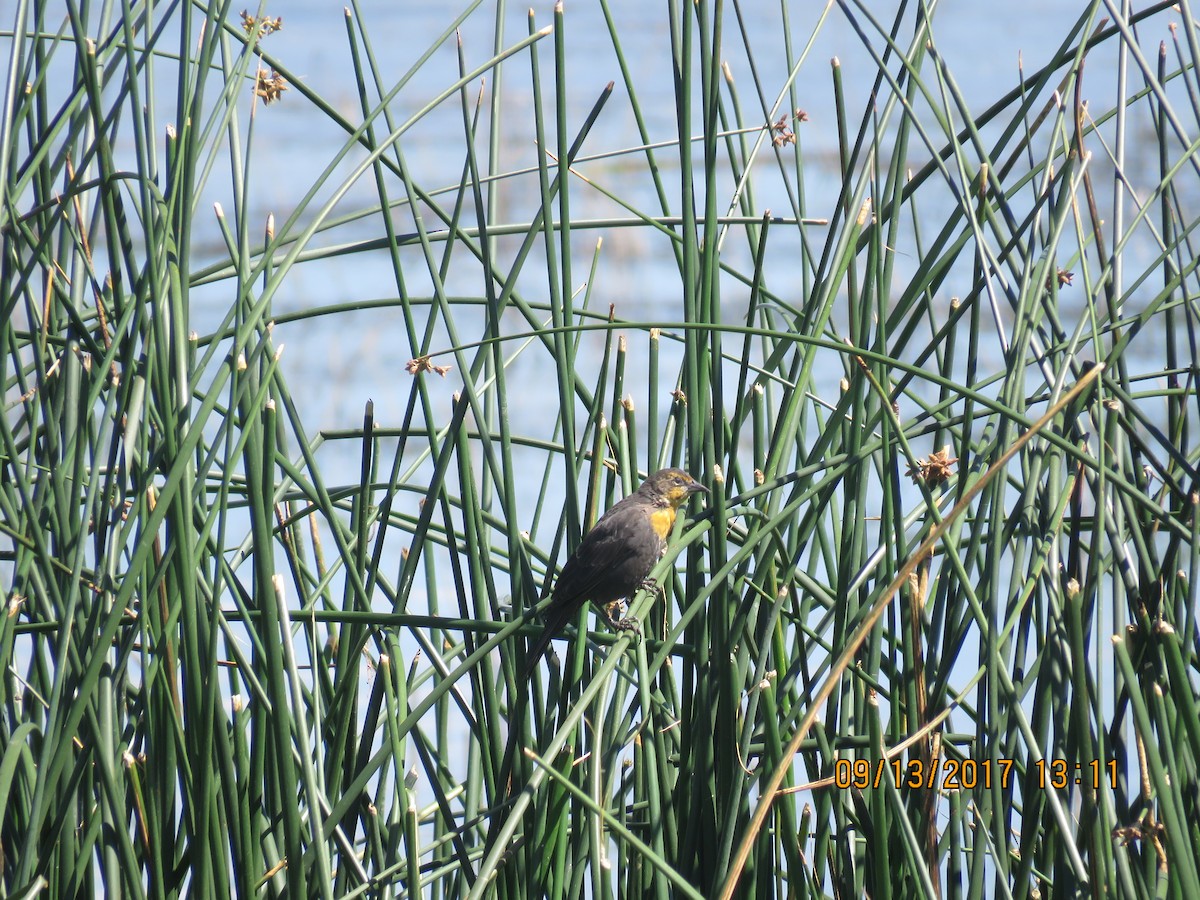 Yellow-headed Blackbird - Don Witter