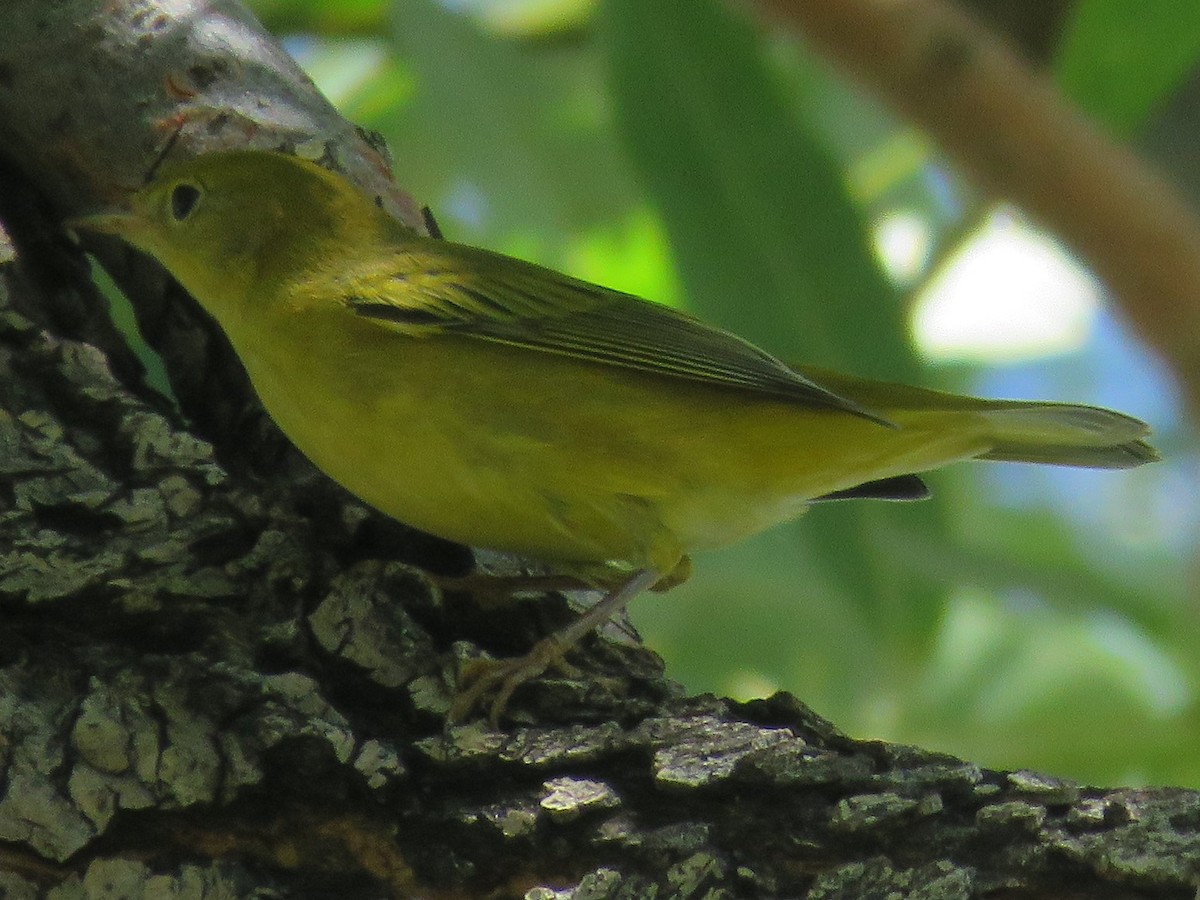 Yellow Warbler - Don Witter