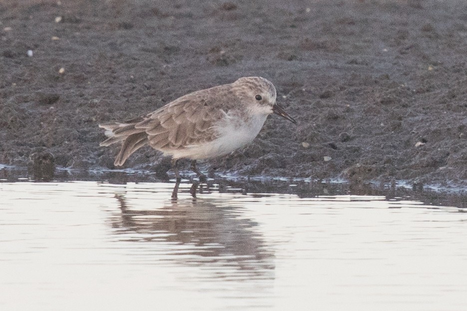 Little Stint - ML69492811