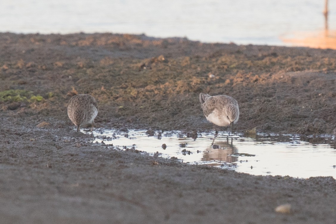 Little Stint - ML69492821