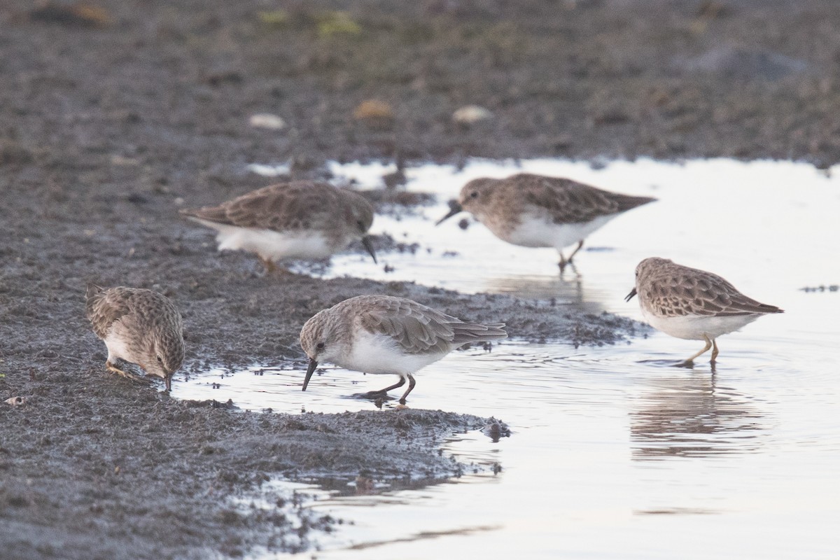 Little Stint - ML69492861