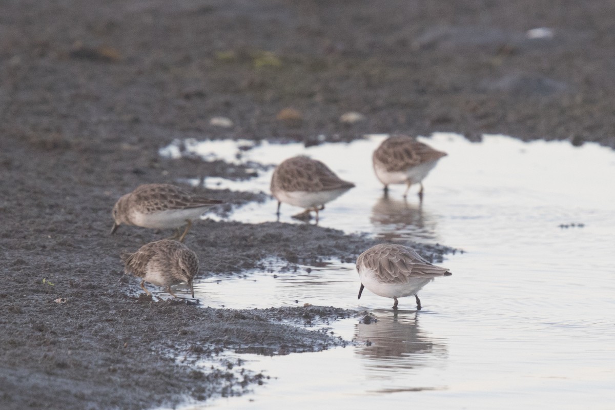 Little Stint - ML69492891