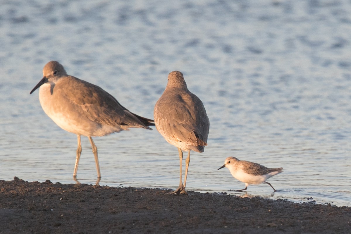 Little Stint - ML69492901