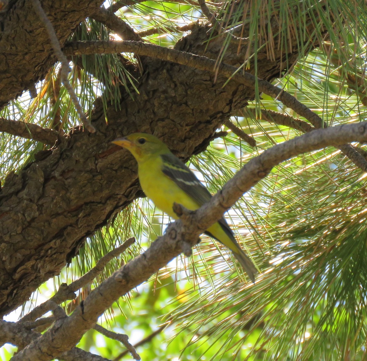 Western Tanager - ML69493601