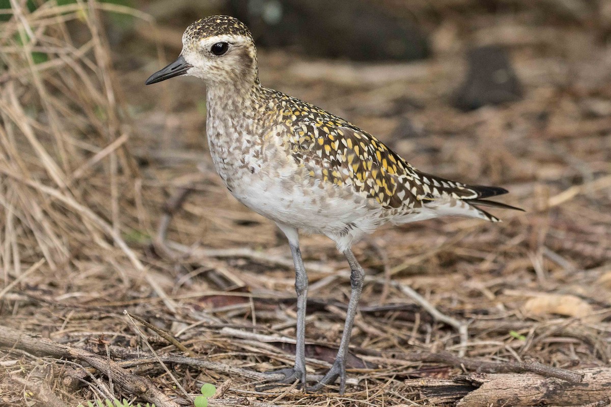 Pacific Golden-Plover - Eric VanderWerf