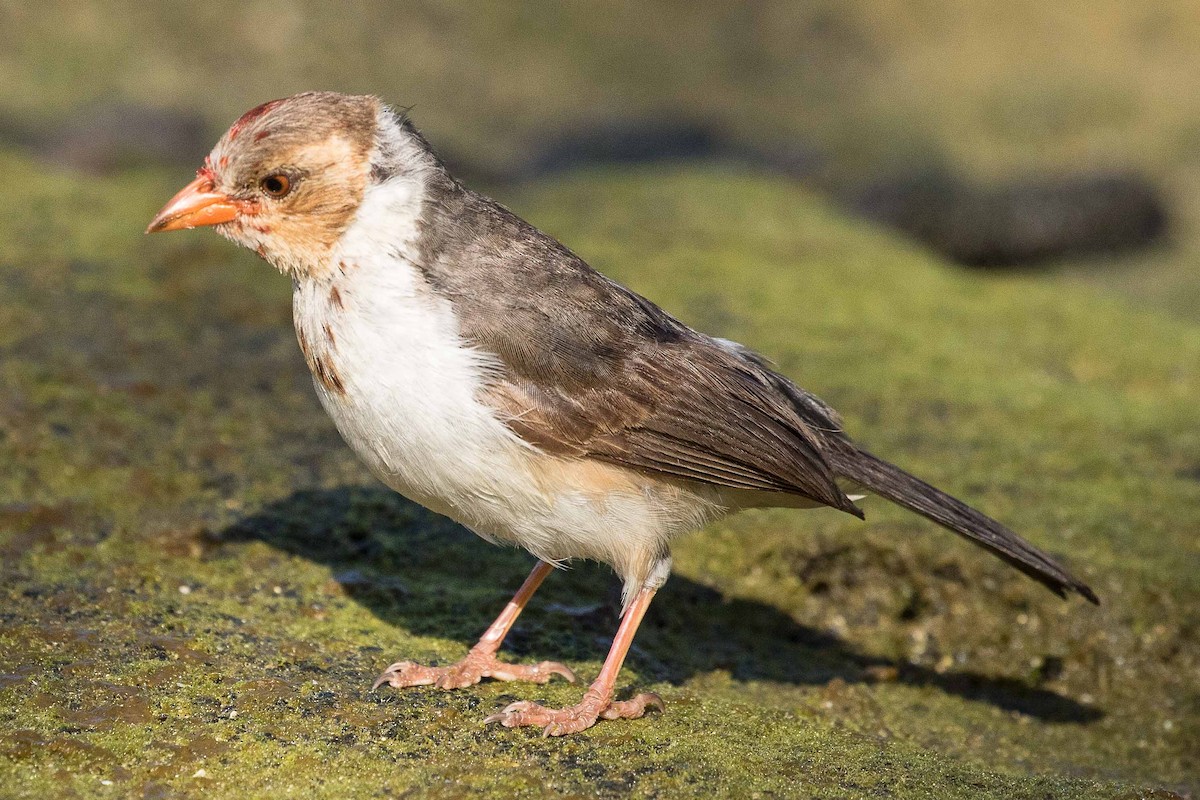 Yellow-billed Cardinal - Eric VanderWerf