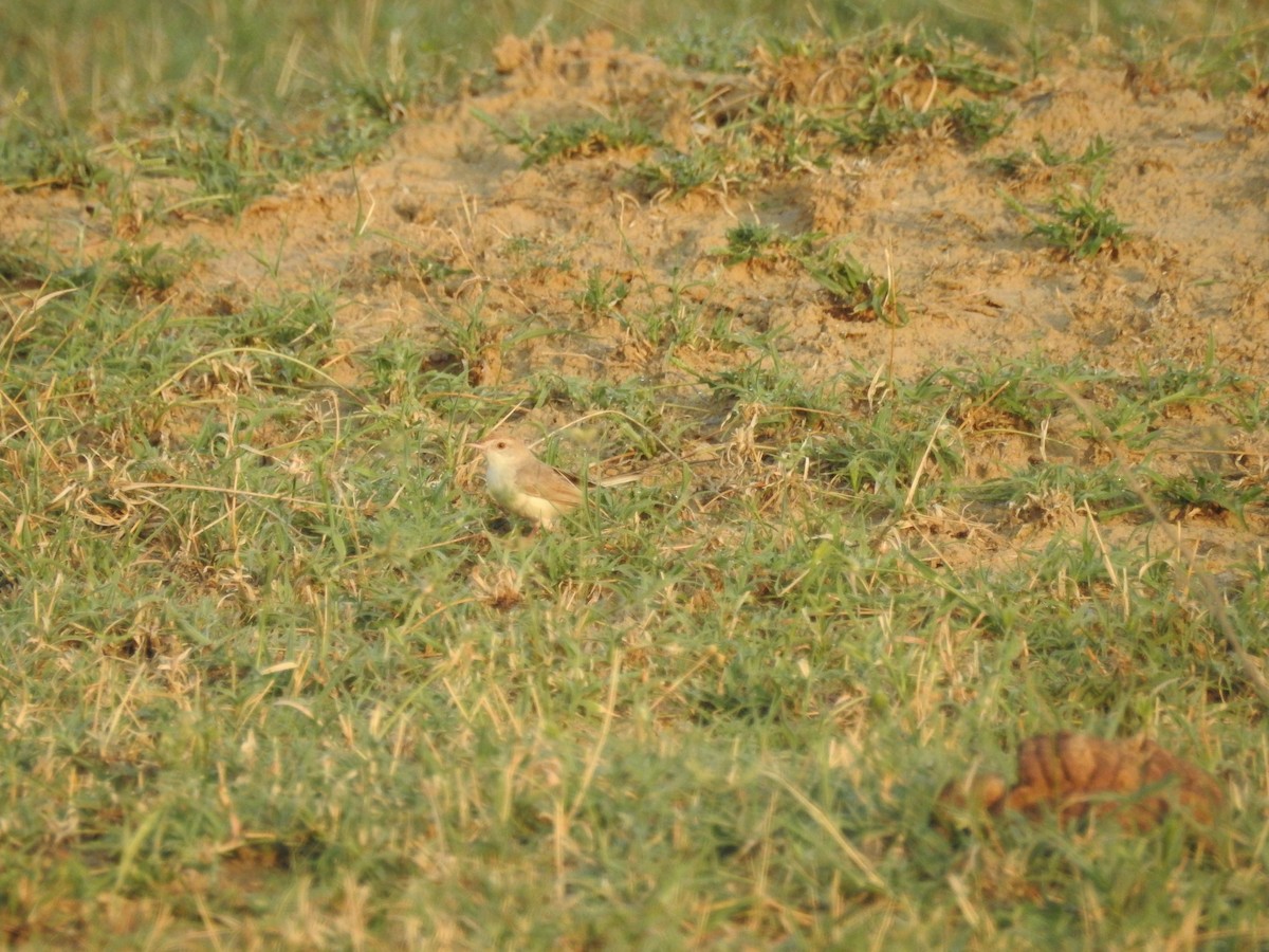 Rufous-fronted Prinia - ML69497161