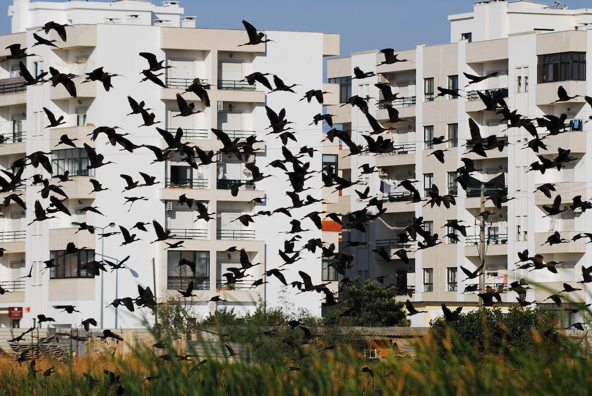 Glossy Ibis - ML69497171