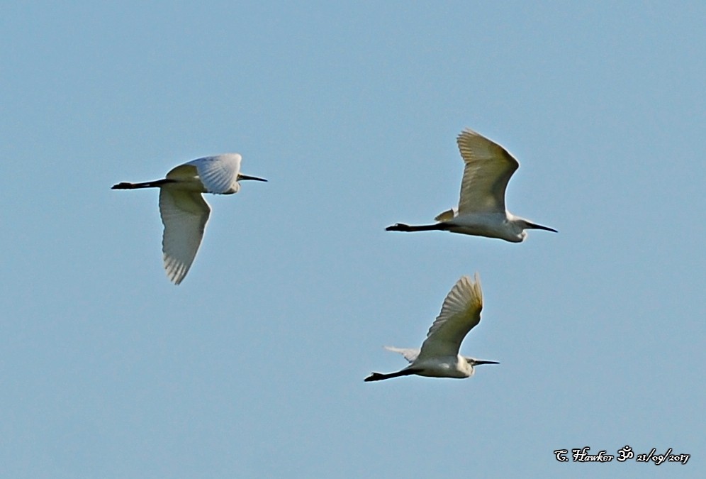 Little Egret - ML69497181