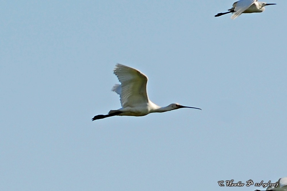 Eurasian Spoonbill - ML69497191