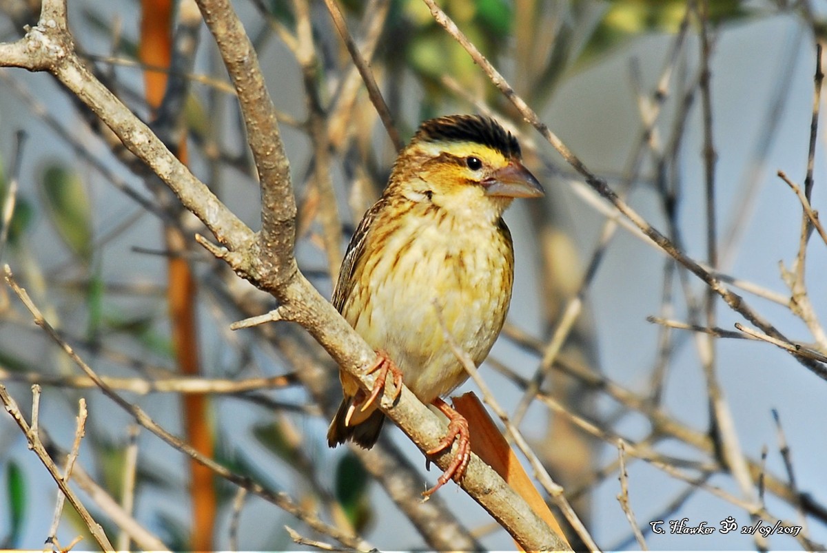 Yellow-crowned Bishop - ML69497221