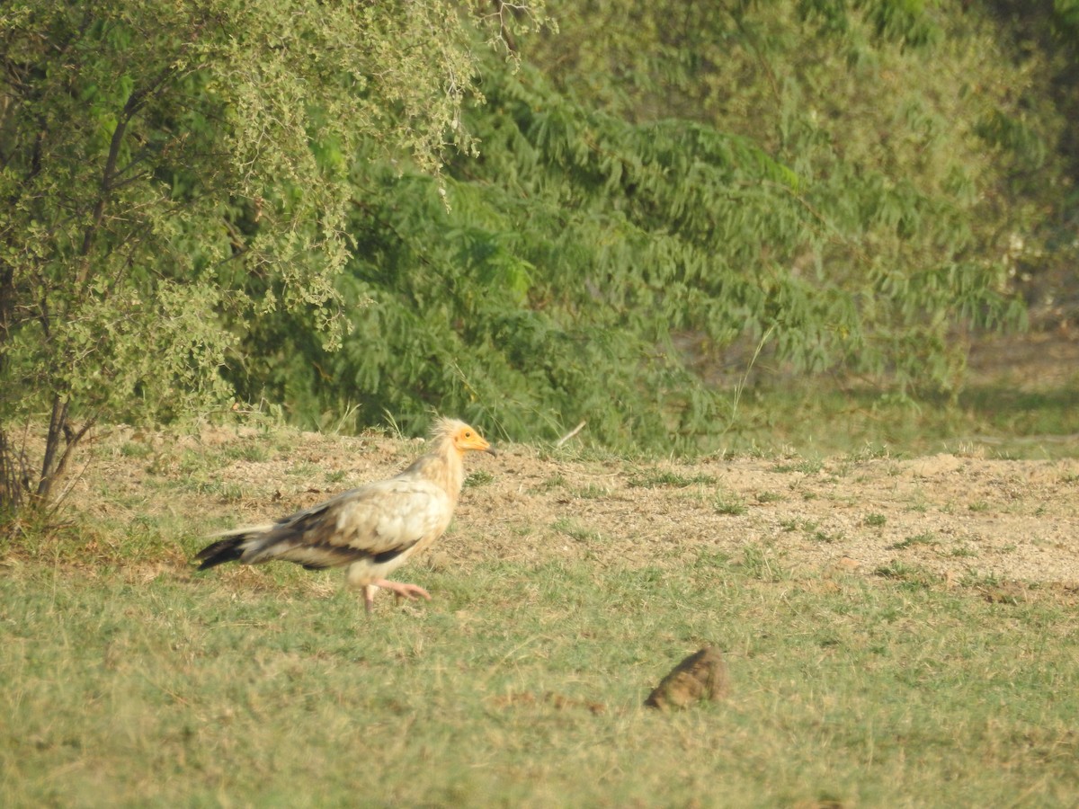 Egyptian Vulture - ML69497311