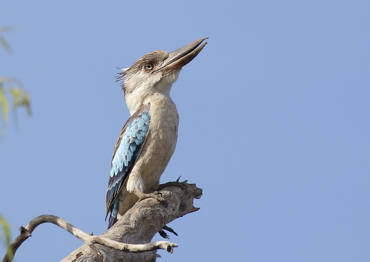 Martin-chasseur à ailes bleues - ML69497951