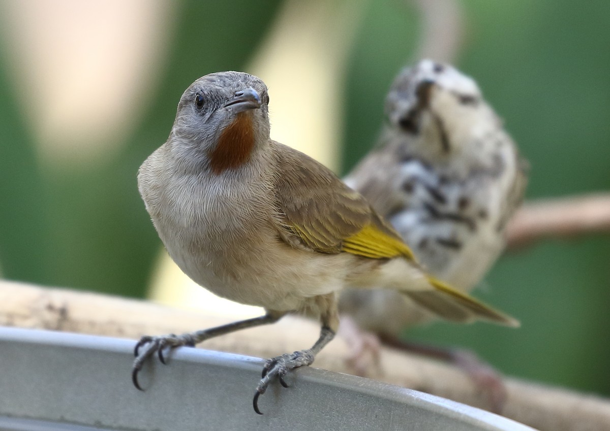 Rufous-throated Honeyeater - ML69498421