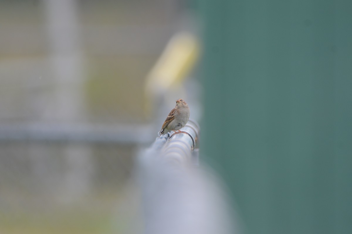 Chipping Sparrow - ML69498851