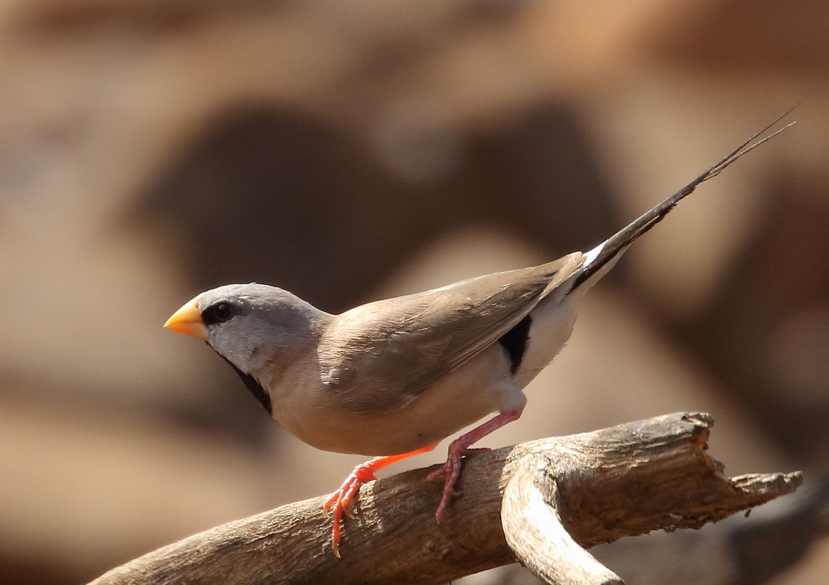 Long-tailed Finch - ML69498991