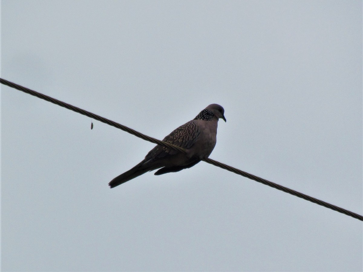 Spotted Dove - ML69499981