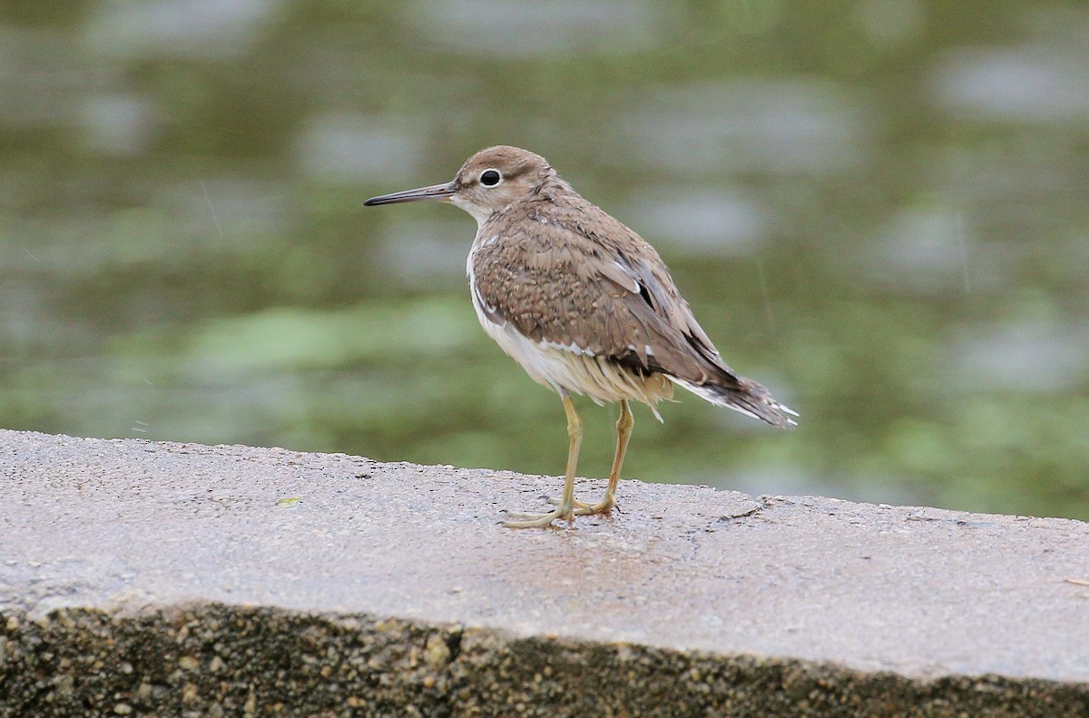 Common Sandpiper - Neoh Hor Kee