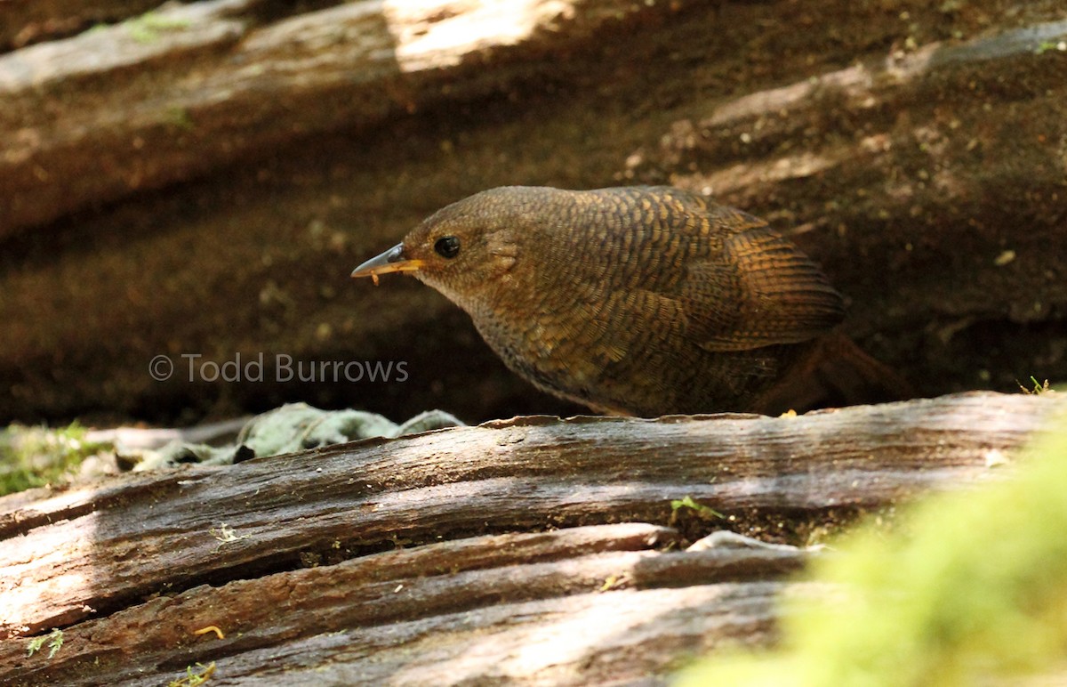 Rufous Scrub-bird - ML69500571