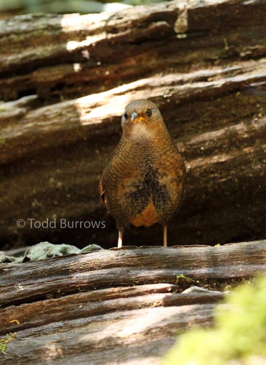 Rufous Scrub-bird - ML69500581