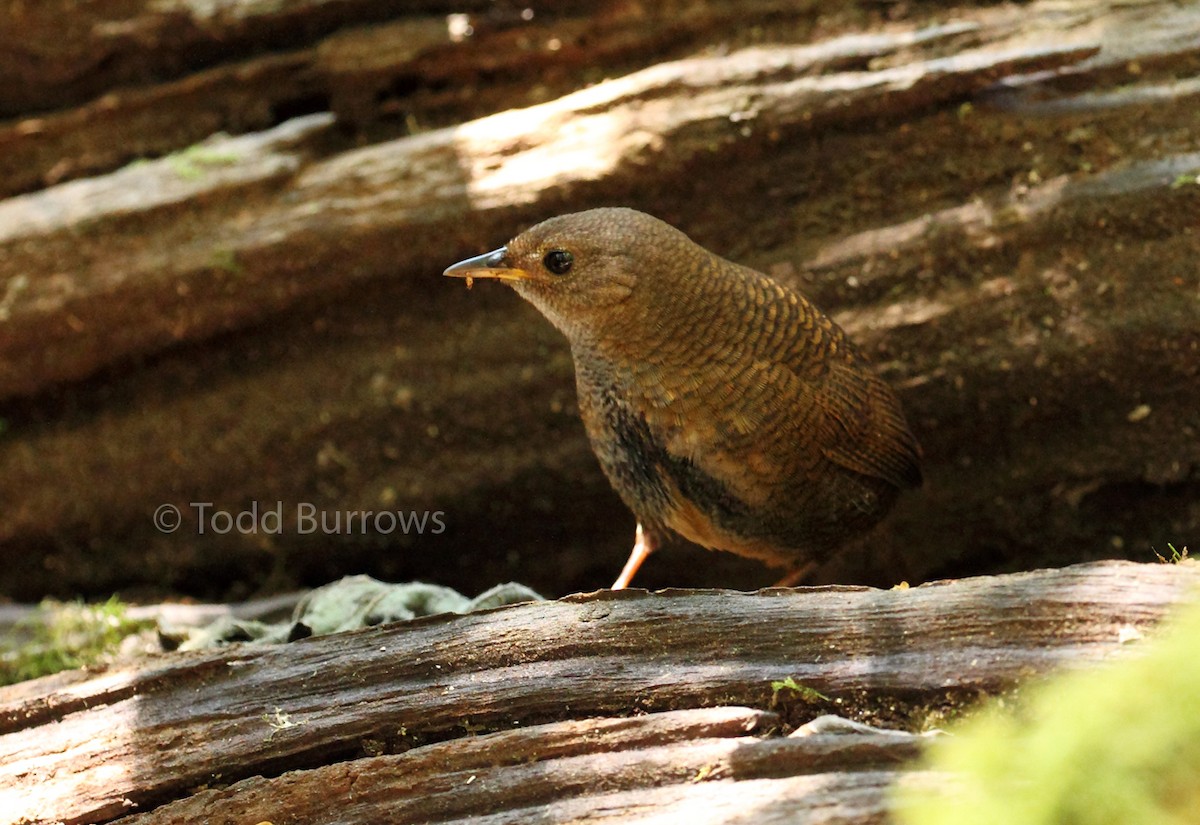 Rufous Scrub-bird - ML69500601