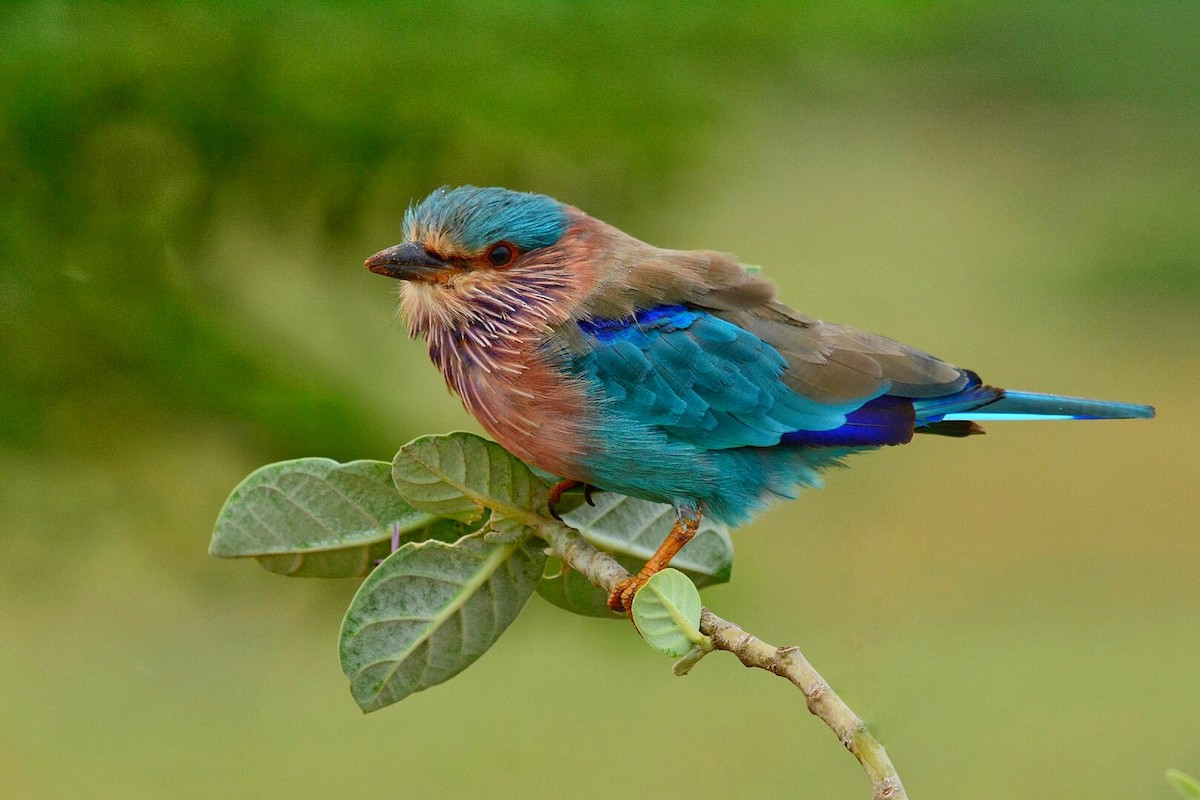 Indian Roller - Renuka Vijayaraghavan