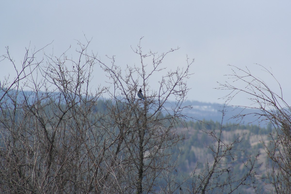 Steller's Jay - ML69503701