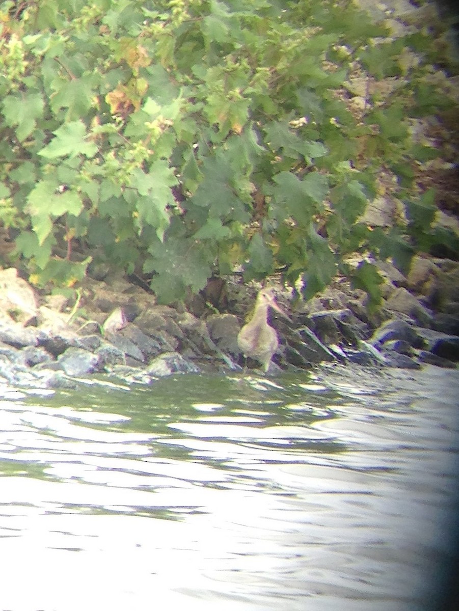 Hudsonian Godwit - ML69505311