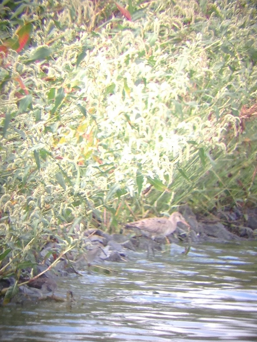Hudsonian Godwit - ML69505331