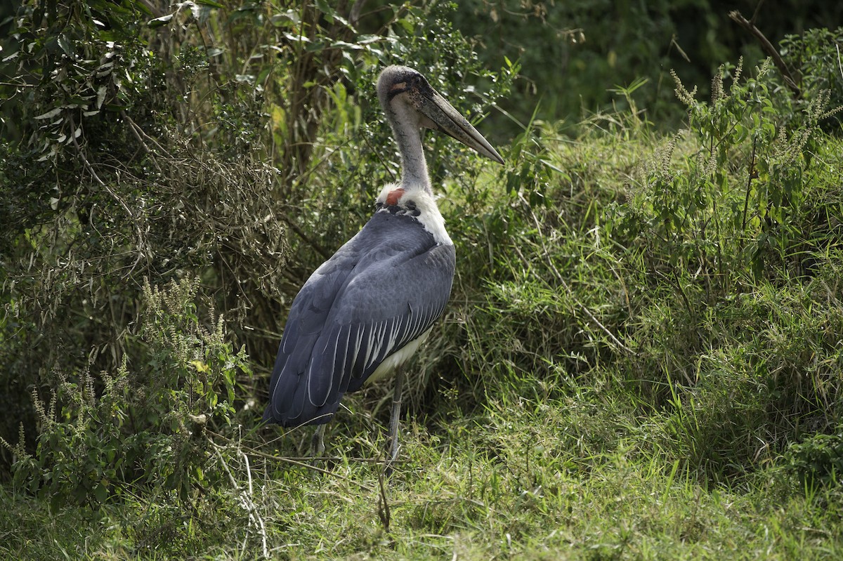 Marabou Stork - ML69506231