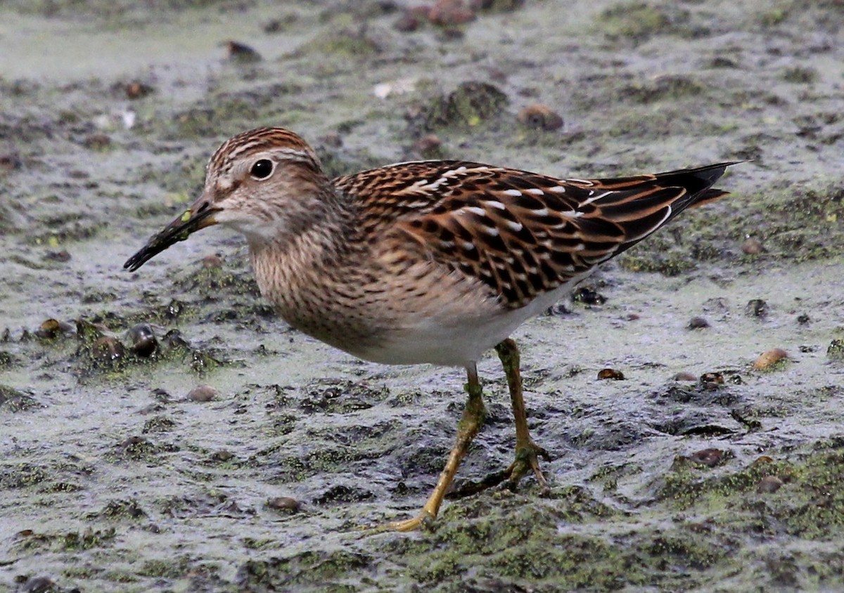 Pectoral Sandpiper - Nels Nelson