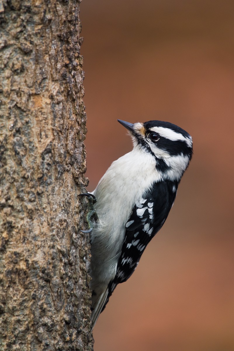 Downy Woodpecker - ML69511601