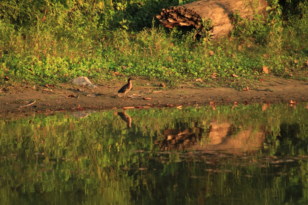 Green Heron - ML69515791