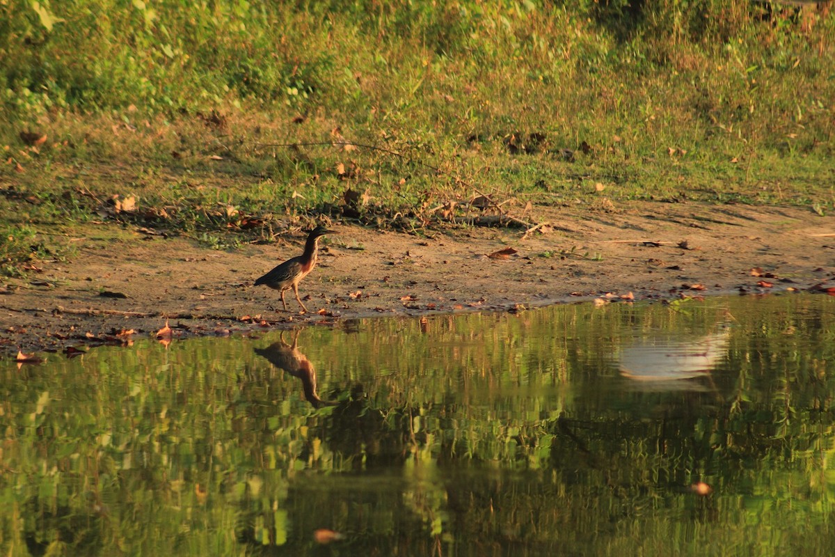 Green Heron - Lionel Xavier Horn