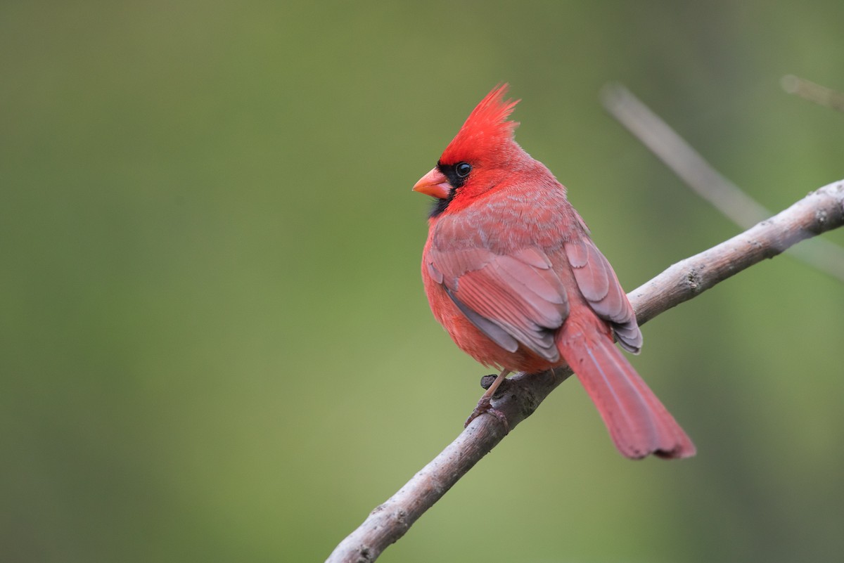 Northern Cardinal - ML69515811