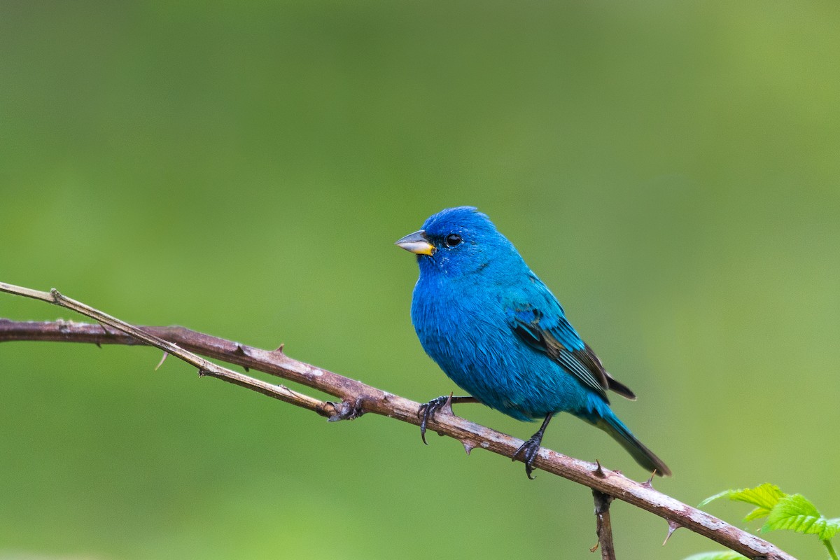 Indigo Bunting - ML69515901